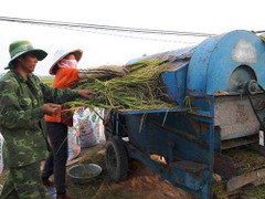 Nông dân Thái Bình hớt hải gặt lúa chạy đua cơn bão số 4