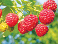 Giới nhà giàu Việt săn lùng trái cây hoang dã