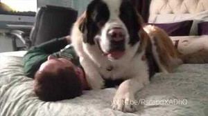 Clip: Cười té ghế với những chú chó khổng lồ ‘tưởng’ mình vẫn còn bé bỏng