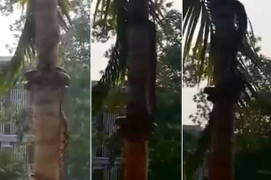 Clip: Khiếp đảm cảnh rắn trườn lên cây
