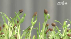 Cẩn trọng với giống rau mầm chứa hóa chất bảo quản