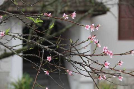 Kỳ lạ hoa đào nở vào dịp Trung Thu