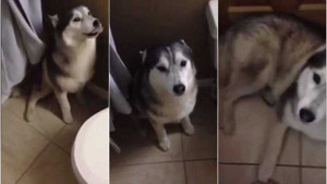 Clip: Chú Husky ‘phát rồ’ vì bị bắt đi tắm