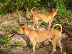 Vì sao chó Phú Quốc có giá hàng trăm triệu đồng?