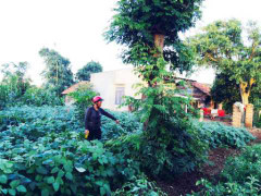 Thiếu nữ 'dễ dãi' qua đêm trên thùng xe bị nhiều trai làng hiếp dâm?