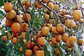 Được mùa hồng, dân khóc vì...vỏ hộp Trung Quốc