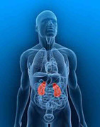 Thận yếu, thận hỏng do những thói quen không ngờ