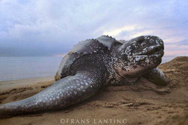 Kinh ngạc loài rùa khổng lồ, nặng gần 1 tấn