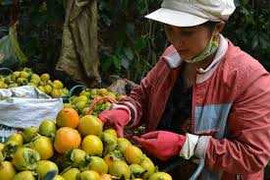 Ăn hồng giòn có bị tắc ruột?