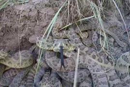 Clip: Đột kích hang ổ chết chóc của rắn chuông