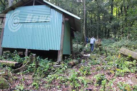 Chuyện trộm cắp ở 'khu rừng ngàn tỷ' trên núi Ngọc Linh