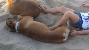 Clip: Phá bĩnh giấc ngủ của chó cưng lĩnh trái đắng