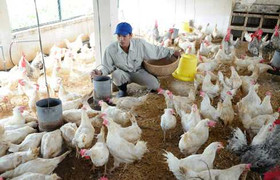 Gia nhập TPP: Ngành chăn nuôi Việt Nam cần chuẩn bị gì?