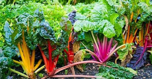 Phát sốt cải xoăn cầu vồng: Mỗi bữa chỉ dám ăn vài lá