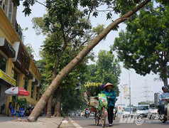 Cây xanh nghiêng 70 độ 'dọa' người đi đường giữa thủ đô