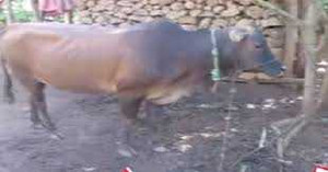 Cận cảnh trâu bò 'sống chung' với người