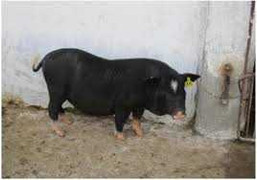 Bảo tồn nguồn gen vật nuôi bản địa