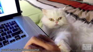 Video: Loài mèo đang ‘huấn luyện’ con người như thế nào?