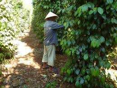 Ước mơ làm tỷ phú hồ tiêu