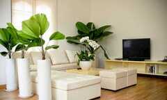 Những loại cây nên đặt trong phòng khách