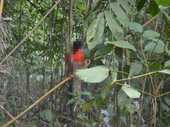 Cán bộ xã viết thư tuyệt mệnh rồi treo cổ trên đồi keo