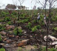 Đua nhau phá rừng chiếm đất ở Phú Quốc