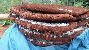Thương lái Trung Quốc lùng mua tổ ong đất nặng 10 kg ở Lào Cai