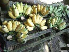 Video: Gian thương tẩm thuốc độc cho chuối