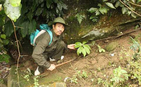 Kỳ lạ ông lang 20 năm trồng sâm trên núi Hoàng Liên Sơn