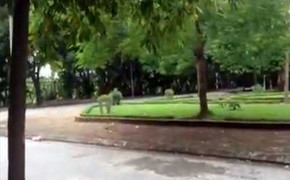 Bé trai 3 tuổi bị bắt cóc ngay trước cửa nhà ở Hà Nội