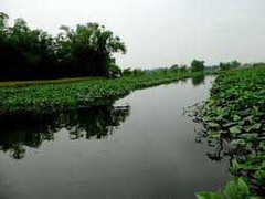 Ẩn hoạ khôn lường của rau trồng cạnh bãi rác