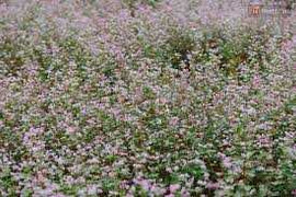 Bị du khách giẫm đạp thảm hại, hoa tam giác mạch gãy gục