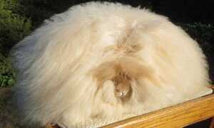 Ngắm chú thỏ có bộ lông dài nhất thế giới