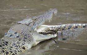 Indonesia dùng cá sấu canh gác nhà tù
