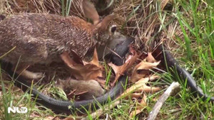 Clip thỏ mẹ điên cuồng tấn công rắn trả thù cho con hút hàng triệu lượt xem