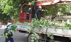 Chặt hơn 3000 cây hoa sữa vì mùi hương nồng nặc