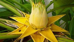 Chuối tài lộc bán Tết hút khách