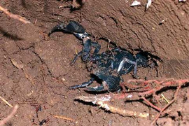 Theo chân thợ săn bọ cạp khổng lồ ở Phú Thọ