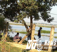 Đi làm đồng hoảng hồn phát hiện xác chết treo trên cây tràm