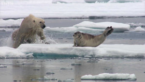 Video: Gấu trắng đói mồi phục kích vồ hải cẩu