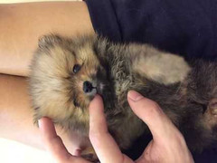 Truy bắt kẻ máu lạnh đang tâm hạ độc 15 chú chó mèo vô tội