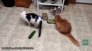 Clip: Phát hiện bất ngờ về ‘khắc tinh’ của loài mèo