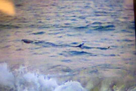 Cá lạ khoảng 1 tấn xuất hiện gần bờ, cấm dân tắm biển