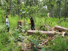 Bắt nguyên đại tá phá rừng trồng cao su