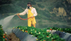 Giật mình với 8 loại rau quả phun nhiều thuốc nhất