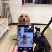 Cười té ghế clip chú chó ‘nhoẻn’ miệng cười khi chụp ảnh selfie