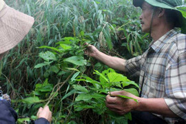 Khu rừng dị thảo cứu mạng người viêm gan, xơ gan cổ trướng