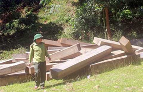 Khởi tố vụ phá rừng có dấu hiệu kiểm lâm bảo kê lâm tặc