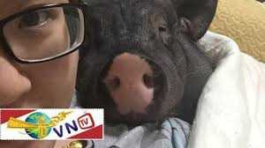 Nở rộ trào lưu nuôi lợn con làm cảnh