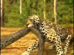 Clip: Trăn anaconda tử chiến nghẹt thở cùng báo đốm